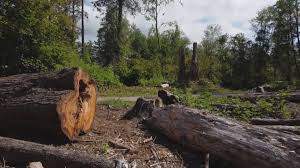 Greenwood Lake, NY Tree Care Company