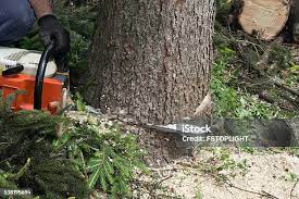 How Our Tree Care Process Works  in  Greenwood Lake, NY