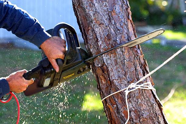 Best Tree Preservation Services  in Greenwood Lake, NY