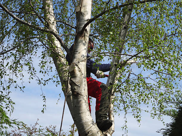 Best Emergency Tree Removal  in Greenwood Lake, NY