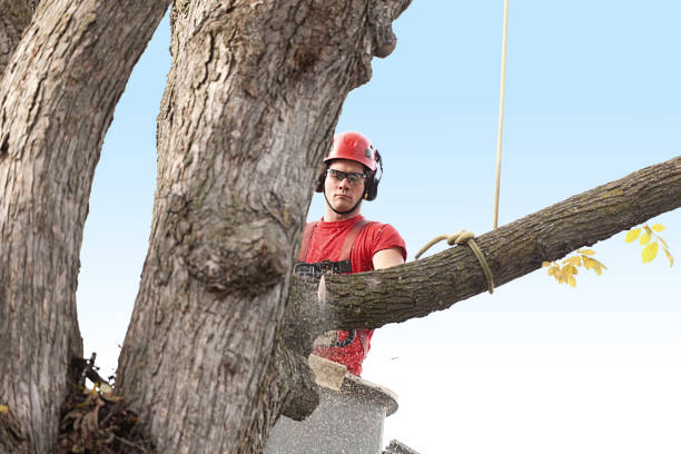 Best Tree Trimming and Pruning  in Greenwood Lake, NY